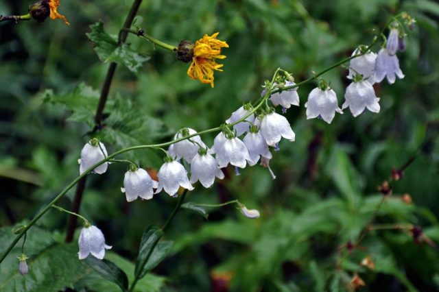 Аденофора лилиелистная — высокий ароматный вид с поникающими голубыми колокольчиками, собранными в рыхлые метелки. Ланцетные листья напоминают лилию, а мощный стержневой корень делает растение долговечным и устойчивым даже в полутени.