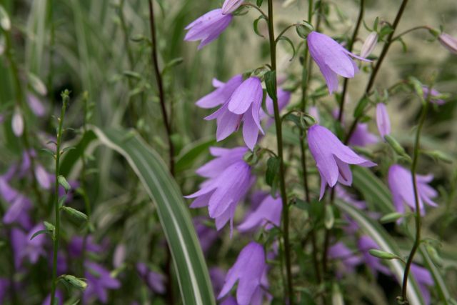 Аденофора перескеилистная — мощный и устойчивый вид с толстыми прямыми стеблями и крупными синими колокольчиками. Благодаря природной выносливости легко переносит ветер, морозы и резкие перепады температуры.