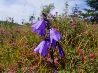 Аденофора трехконечная (Adenophora tricuspidata)
