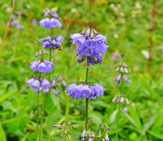 Аденофора — идеальный колокольчик для малоуходного сада