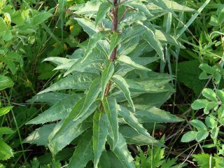 Аденофора трехконечная отличается резными листьями с характерными зубцами.