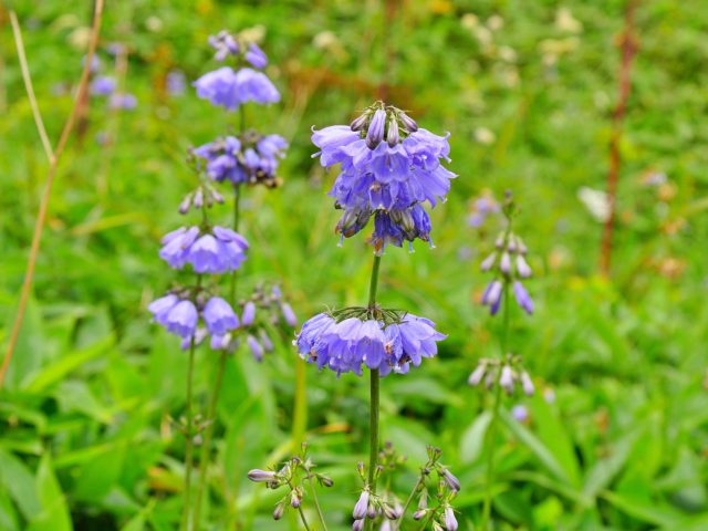 Аденофора, или бубенчик — идеальный «колокольчик» для малоуходного сада