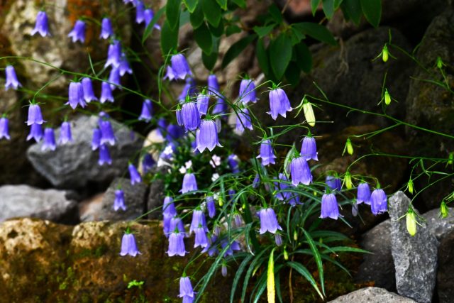 В садовом дизайне аденофора выступает как структурный многолетник, создающий вертикальный ритм в цветниках. Голубые колокольчики красиво контрастируют с желтыми и белыми цветами, а лёгкие метелки смягчают строгую геометрию других растений.