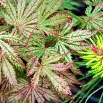 Ариадна» (Acer palmatum ‘Ariadne’)