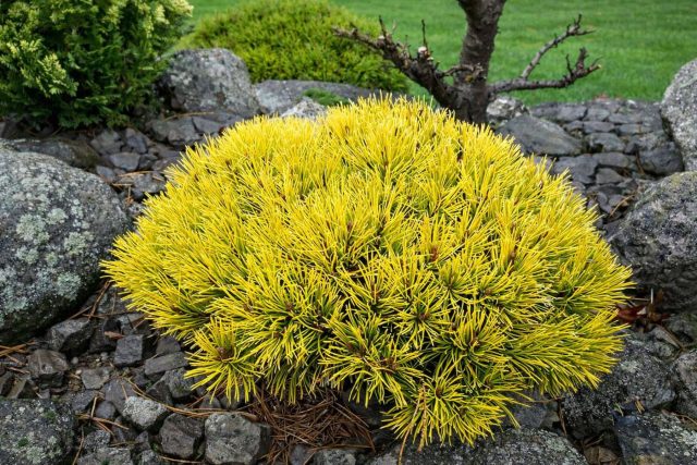 Сосна горная среди камней выглядит максимально естественно. Стелющиеся формы изящно огибают валуны, а карликовые «шарики» создают нужный объем, не вытесняя соседей-многолетников и сохраняя структуру композиции долгие годы.