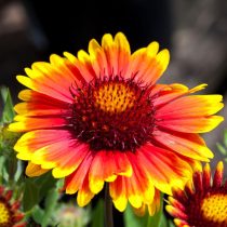 Гайлардия «Аризона Сан» (Gaillardia 'Arizona Sun')