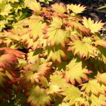 «Ауреум» (Acer shirasawanum ‘Aureum’)