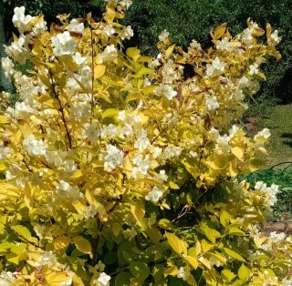 Чубушник «Ауреус» (Philadelphus coronarius ‘Aureus’)