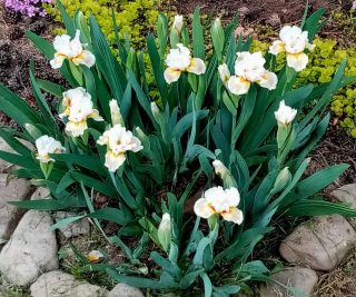 Ароматные карликовые (30 см) ирисы белые