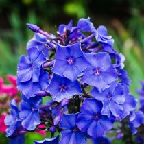Флокс метельчатый «Блю Парадайз» (Phlox paniculata 'Blue Paradise')
