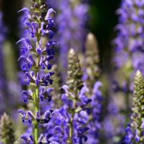 Шалфей дубравный «Блю Хилл» (Salvia nemorosa 'Blue Hill')