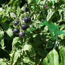 На кусте выглядят эффектно — тёмные, с фиолетовым отливом на солнце. Но с ними постоянно сомневаешься: спелые уже или ещё рано, цвет вообще не подсказывает. На кусте выглядят эффектно — тёмные, с фиолетовым отливом на солнце. Но с ними постоянно сомневаешься: спелые уже или ещё рано, цвет вообще не подсказывает.