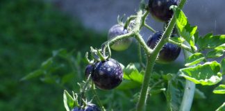 5 новых сортов томатов, которые я выращивала в прошлом году 5 новых сортов томатов, которые я выращивала в прошлом году