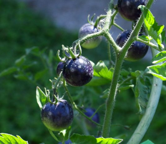 5 новых сортов томатов, которые я выращивала в прошлом году - Сад и огород 5 новых сортов томатов, которые я выращивала в прошлом году