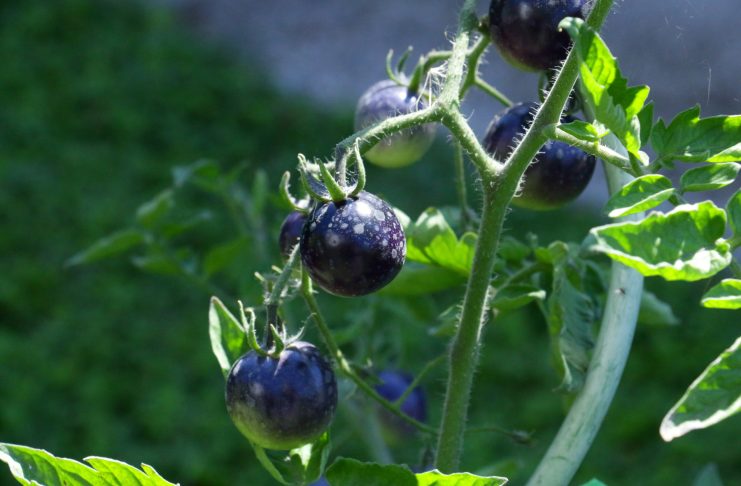 5 новых сортов томатов, которые я выращивала в прошлом году