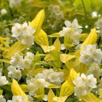 «Йеллоу Хилл» (Philadelphus coronarius ‘Yellow Hill’)