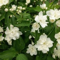 Чубушник «Лунный свет»