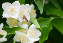 Чубушники в моем саду: ароматное счастье, которое я собирала годами