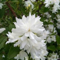 «Баклис Квилл» (Philadelphus ‘Buckley's Quill’)