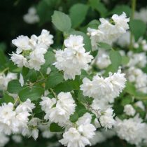 «Шнеештурм» (Philadelphus ‘Schneesturm’)