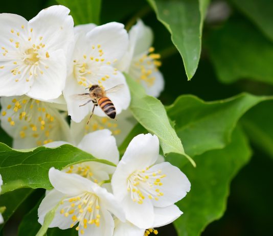 Чубушники в моем саду: ароматное счастье, которое я собирала годами - Цветник и ландшафт Чубушники в моем саду: ароматное счастье, которое я собирала годами