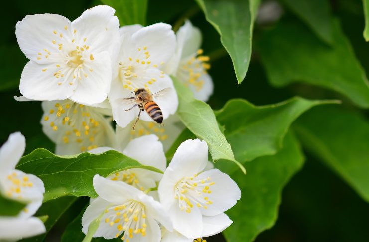 Чубушники в моем саду: ароматное счастье, которое я собирала годами