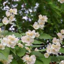 «Алабастер» (Philadelphus ‘Alabaster’)