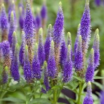 Вероника колосковая «Ольстер Блю Дварф» (Veronica spicata 'Ulster Blue Dwarf')