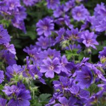 Герань садовая «Джонсонс Блю» (Geranium 'Johnson's Blue')