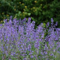 Котовник «Джуниор Уолкер» (Nepeta 'Junior Walker')