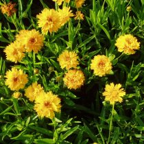 Кореопсис «Ёрли Санрайз» (Coreopsis 'Early Sunrise')