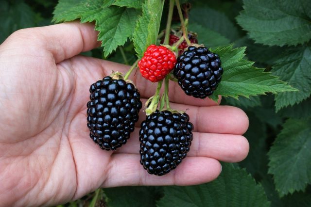 Урожайная ежевика Трипл Краун известна сочетанием крупной ягоды, сладкого вкуса и высокой продуктивности. Плодоношение длится почти полтора месяца, а взрослый куст способен давать очень обильные сборы.