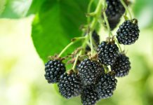 Какие сорта бесшипной еживики я рекомендую