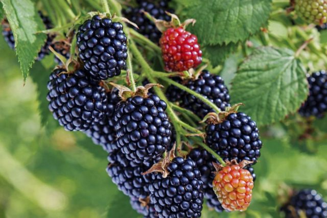 Надёжная поздняя ежевика Честер Торнлесс ценится за устойчивость к холодам и стабильное плодоношение. Ягоды созревают в конце лета и позволяют собирать урожай тогда, когда большинство сортов уже заканчивает сезон.