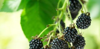 Какие сорта бесшипной еживики я рекомендую