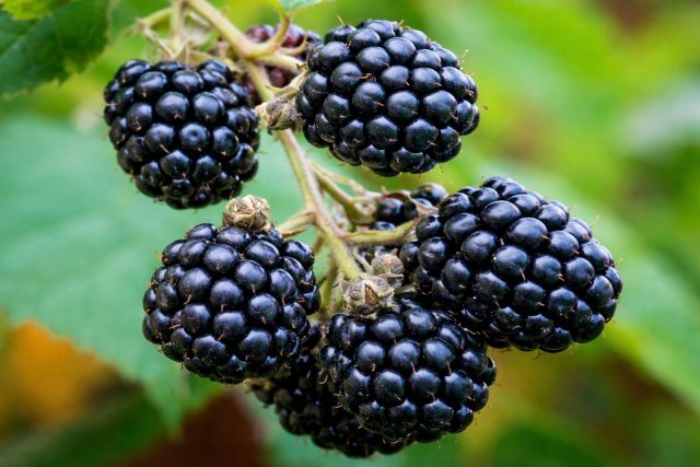 Шотландская ежевика Лох Несс известна своей неприхотливостью и стабильностью. Кусты дают плотные ягоды среднего размера, которые хорошо переносят транспортировку и долго сохраняют свежесть после сбора.