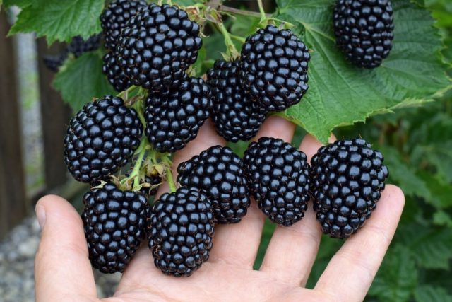 Раннеспелая ежевика Лох Тей отличается крупной ягодой и приятным сладким вкусом. Сорт хорошо переносит прохладное лето и подходит для регионов, где важно получить урожай как можно раньше.