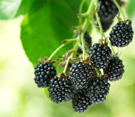 Какие сорта бесшипной еживики я рекомендую