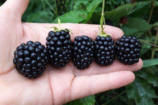 Десертная ежевика Апач известна крупными ягодами и насыщенным сладким вкусом. Кусты компактные и аккуратные, а урожай появляется уже в начале июля, что делает сорт популярным у садоводов.