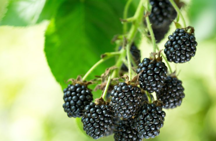 Какие сорта бесшипной еживики я рекомендую