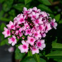 Флокс метельчатый «Брайт Айз» (Phlox paniculata 'Bright Eyes')