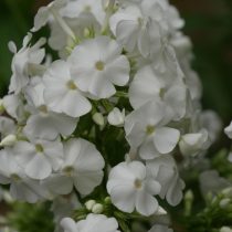 Флокс метельчатый «Дэвид» (Phlox paniculata 'David')