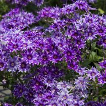 «Попстарс Блю»