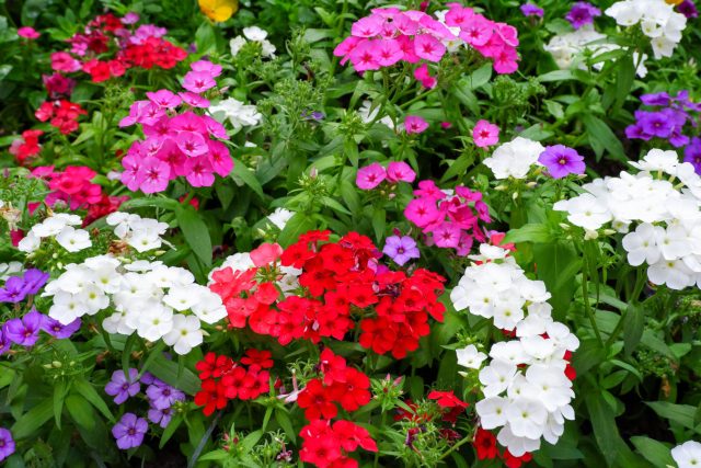 Флоксы Друммонда разных серий и оттенков легко сочетаются между собой и позволяют создавать выразительные летние цветники. Контрастные или монохромные композиции из этих растений выглядят ярко и сохраняют декоративность до заморозков.