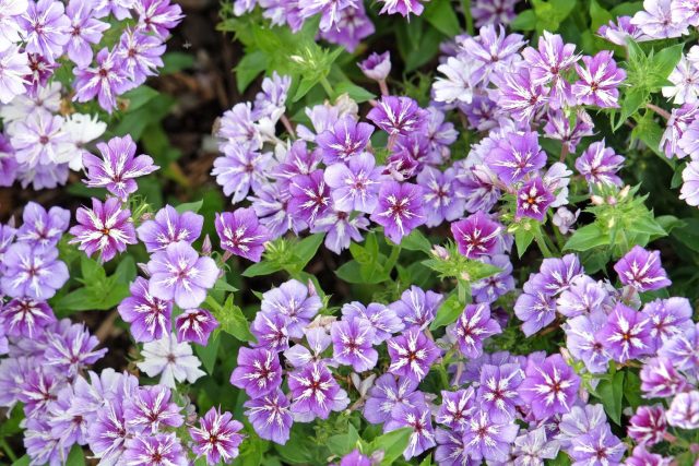 «Сахарные звёзды» (Phlox drummondii 'Sugar Stars')