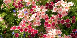 Цветут дольше многолетников: лучшие сорта флокса Друммонда для яркой клумбы