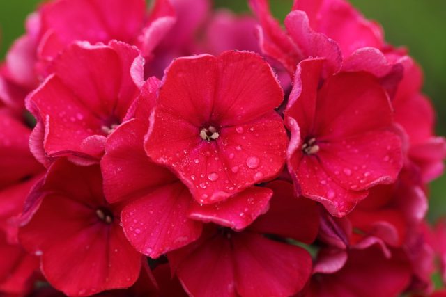 Флокс «Бьюти Скарлет» (Phlox drummondii 'Beauty Scarlet')