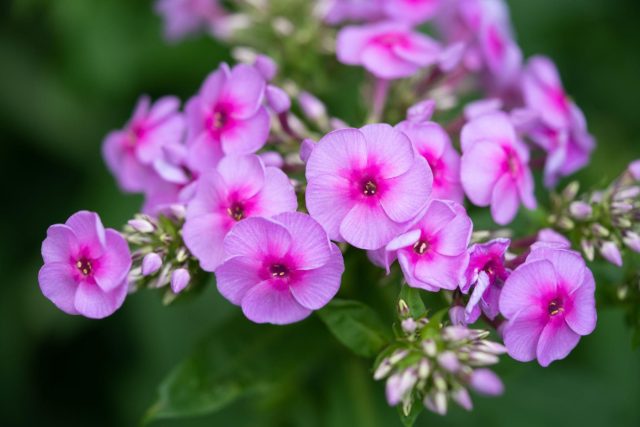«Бьюти Пёрпл» (Phlox drummondii 'Beauty Purple')