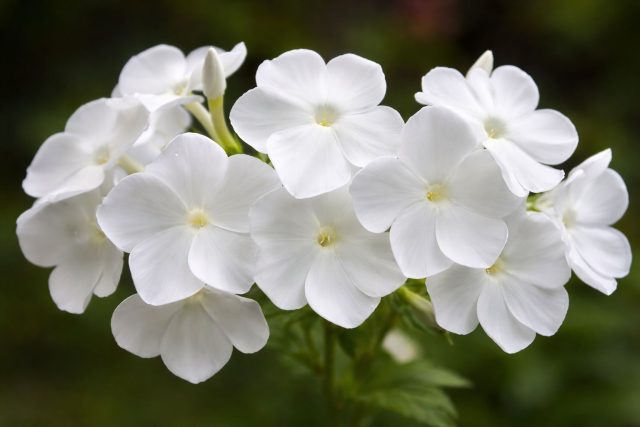 «Бьюти Уайт» (Phlox drummondii 'Beauty White')