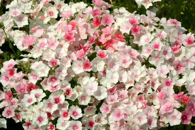Флокс «Блашинг Брайд» (Phlox drummondii 'Blushing Bride')